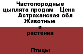 Чистопородные цыплята продам › Цена ­ 70 - Астраханская обл. Животные и растения » Птицы   